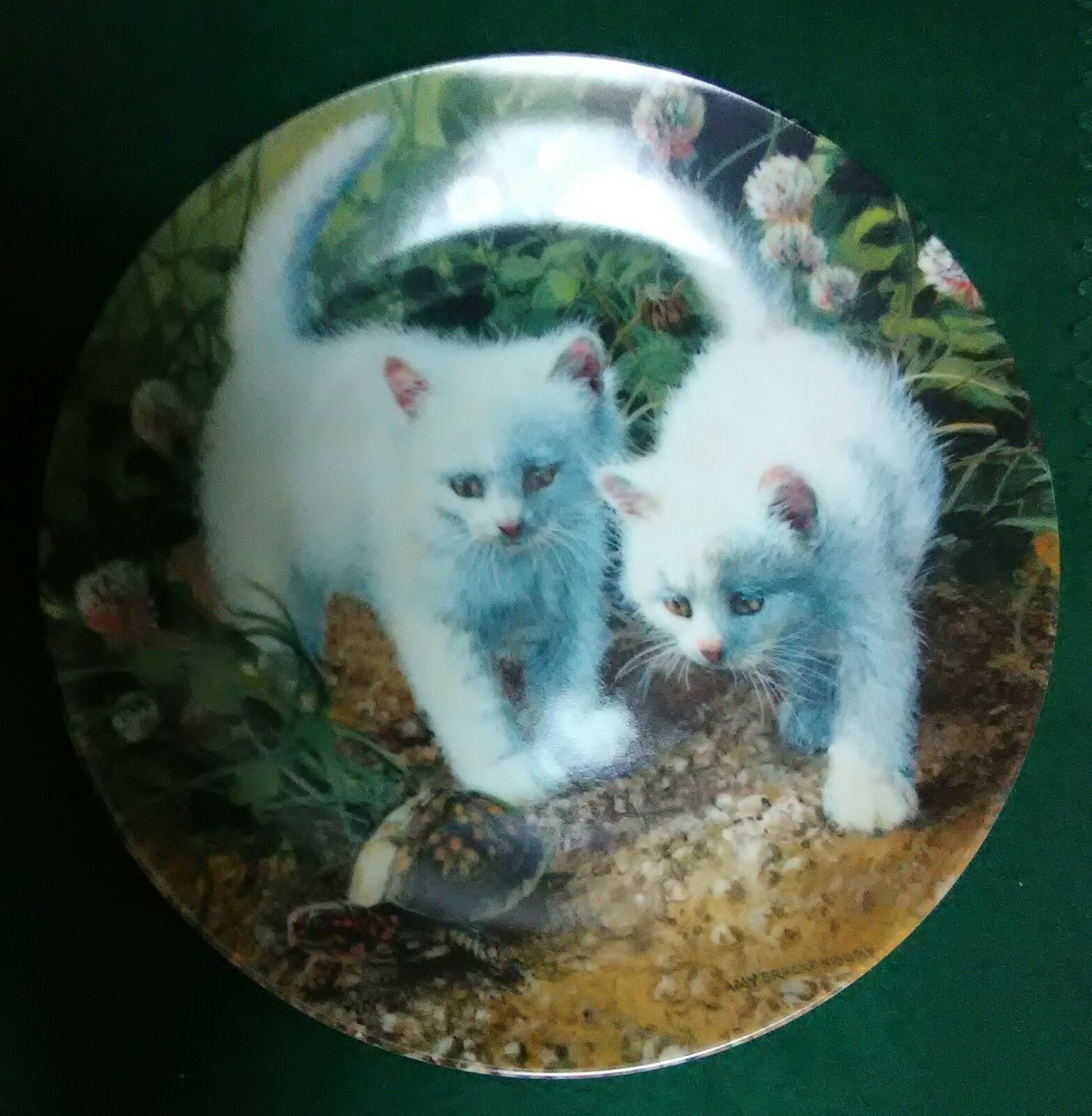 Attn Cat Lovers - A Chance Meeting White American Shorthairs- Knowles China Co.